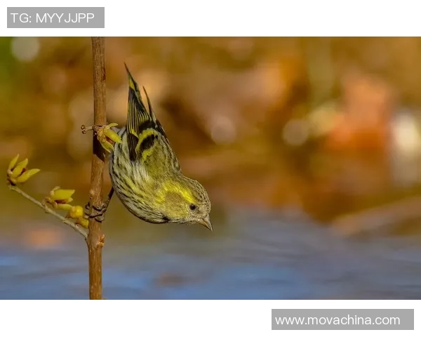 足球明星与动物的奇妙对比揭示运动员的灵动与野性之美 足球明星与动物的奇妙对比揭示运动员的灵动与野性之美
