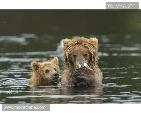 足球明星与爱犬亲密瞬间高清图片分享，感受他们的温馨时刻与无尽魅力